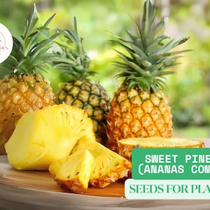 10 Sweet Grandissimo Gold Pineapple Seeds | Ananas comosus | Tropical Fruit Seeds | Grow Your Own Pineapple | Exotic Plant