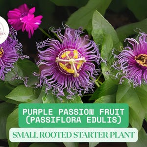 2 Possum Purple Passion Fruit Small Live Starter Plants – Passiflora edulis – 5–8&quot; Tall Vines – Fast Growing Edible Tropical Vine