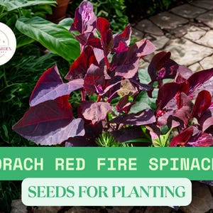 May include: Close-up of Orach Red Fire Spinach plants with deep red and purple leaves. The image includes the text "ORACH RED FIRE SPINACH SEEDS FOR PLANTING". The plants are surrounded by green foliage.