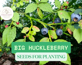 30 Big Huckleberry Seeds for Planting – Vaccinium membranaceum – Wild Mountain Berry Bush, Hardy Shrub Seeds