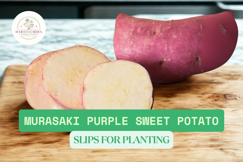 SemestaGarden Murasaki Sweet Potato Slips
