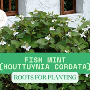 May include: A lush green plant with heart-shaped leaves and small white flowers. The image features the text "FISH MINT (HOUTTUYNIA CORDATA) ROOTS FOR PLANTING" on a green banner. A circular logo is in the upper left corner.