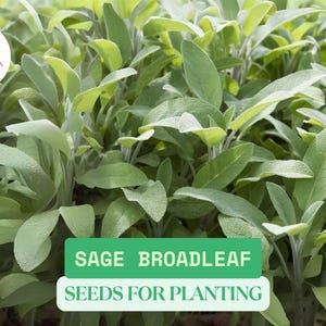 300mg Broadleaf Sage Seeds | Heirloom Culinary Herb Seeds for Planting | Grow Your Own Sage Plant | NON-GMO Garden Herbs