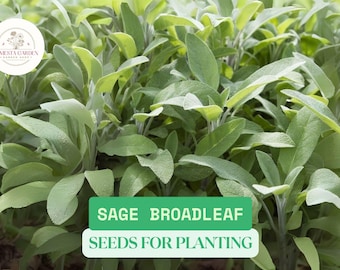 300mg Broadleaf Sage Seeds | Heirloom Culinary Herb Seeds for Planting | Grow Your Own Sage Plant | NON-GMO Garden Herbs