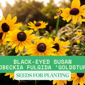 100mg Black-eyed Susan Seeds for Planting – Rudbeckia hirta – Summer Blooms – Pollinator-Friendly Perennial Wildflower