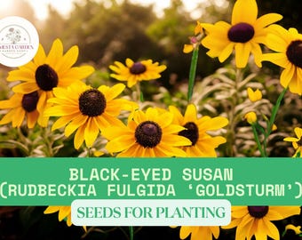 100mg Black-eyed Susan Seeds for Planting – Rudbeckia hirta – Summer Blooms – Pollinator-Friendly Perennial Wildflower