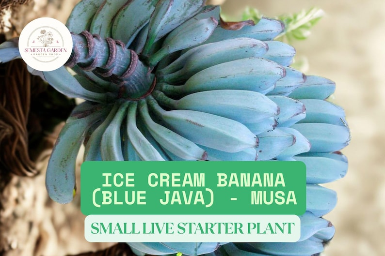 Ice Cream Banana Starter Plant - Blue Java Musa | 3–8” Tall Live Plant ...