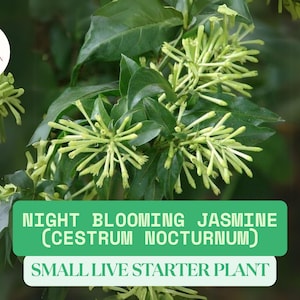 Night Blooming Jasmine Live Plant Approx. 3-8&quot; Tall Starter Plant | Cestrum nocturnum | Fragrant Flower | Tropical Shrub