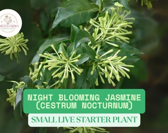 May include: Image of a Night Blooming Jasmine (Cestrum Nocturnum) plant with green leaves and clusters of small, light green flowers. The image includes text that reads "Night Blooming Jasmine (Cestrum Nocturnum) Small Live Starter Plant."