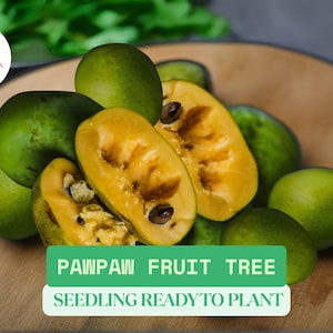 3 Pawpaw Tree Seedlings | Asimina triloba Live Starter Plants | Cold Hardy Native Fruit Tree | Edible Fruit | Ready to Plant