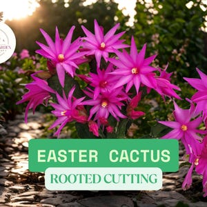 Bundle of 3 Holiday Cactus – Christmas, Easter & Thanksgiving Cactus – Live Rooted Cuttings – Random Bloom Colors