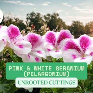 3 Pink & White Geranium Cuttings | Pelargonium Flowering Plant Starts | Unrooted Cuttings | Easy and Ready to Grow | Garden or Container