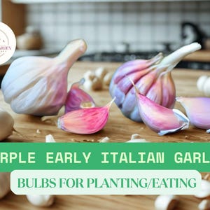 Purple Early Italian Garlic Bulbs – Whole Fresh Bulbs for Planting or Cooking – Heirloom Variety with Rich Flavor