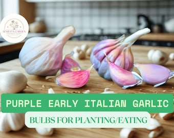 Purple Early Italian Garlic Bulbs – Whole Fresh Bulbs for Planting or Cooking – Heirloom Variety with Rich Flavor
