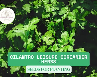 1g Cilantro Seeds ‘Leisure’ Coriander – Heirloom Herb for Planting, Non-GMO, Fast Growing, Perfect for Salsa & Garden Use