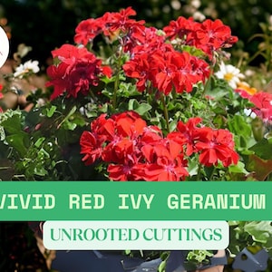 Vivid Red Ivy Geranium Cuttings – 3 Unrooted Starter Cuttings – Pelargonium peltatum – Trailing Flowering Plant for Hanging Baskets