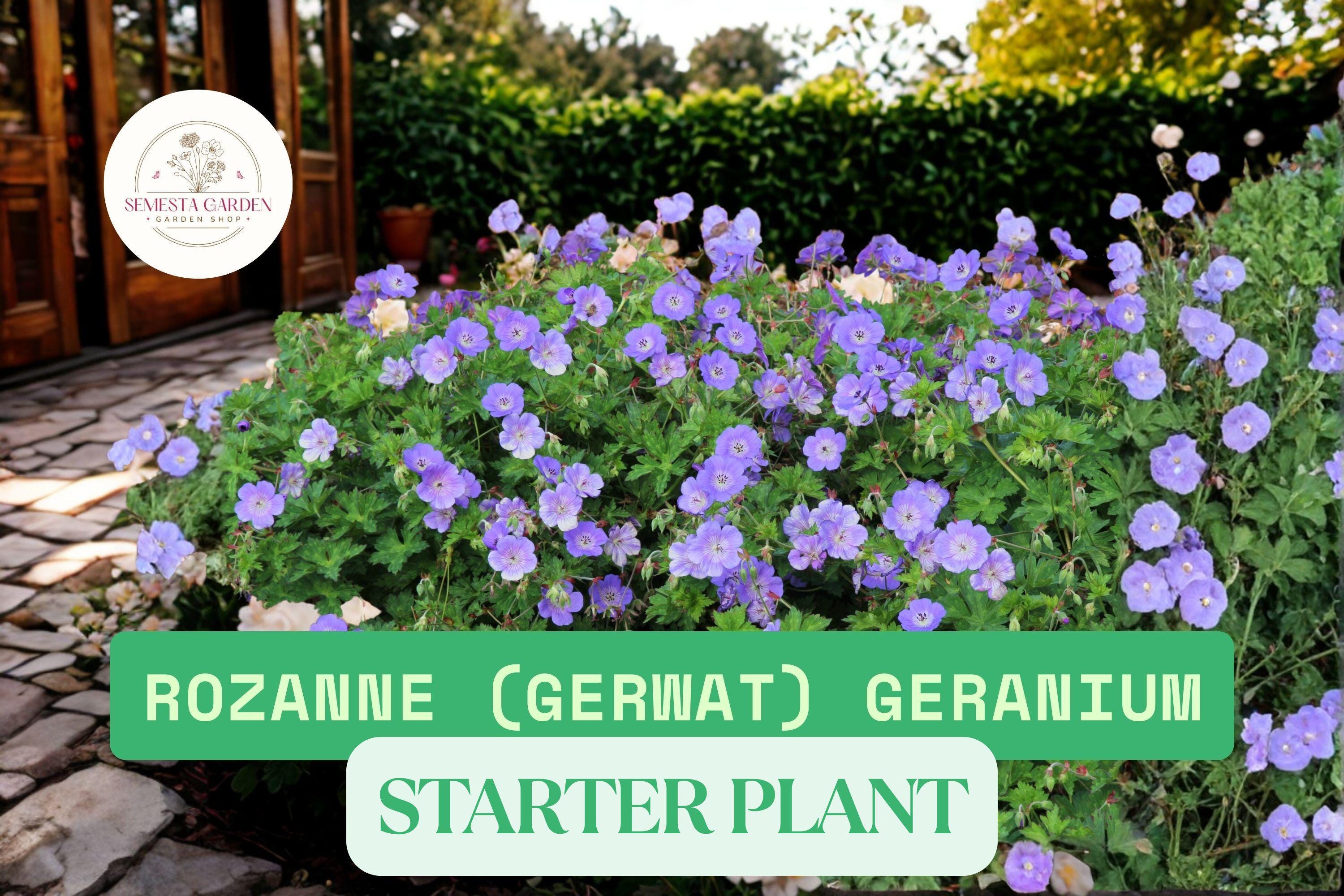 Geranium Rozanne Live Plants – 2 Rooted Cranesbill Geraniums in Quart ...