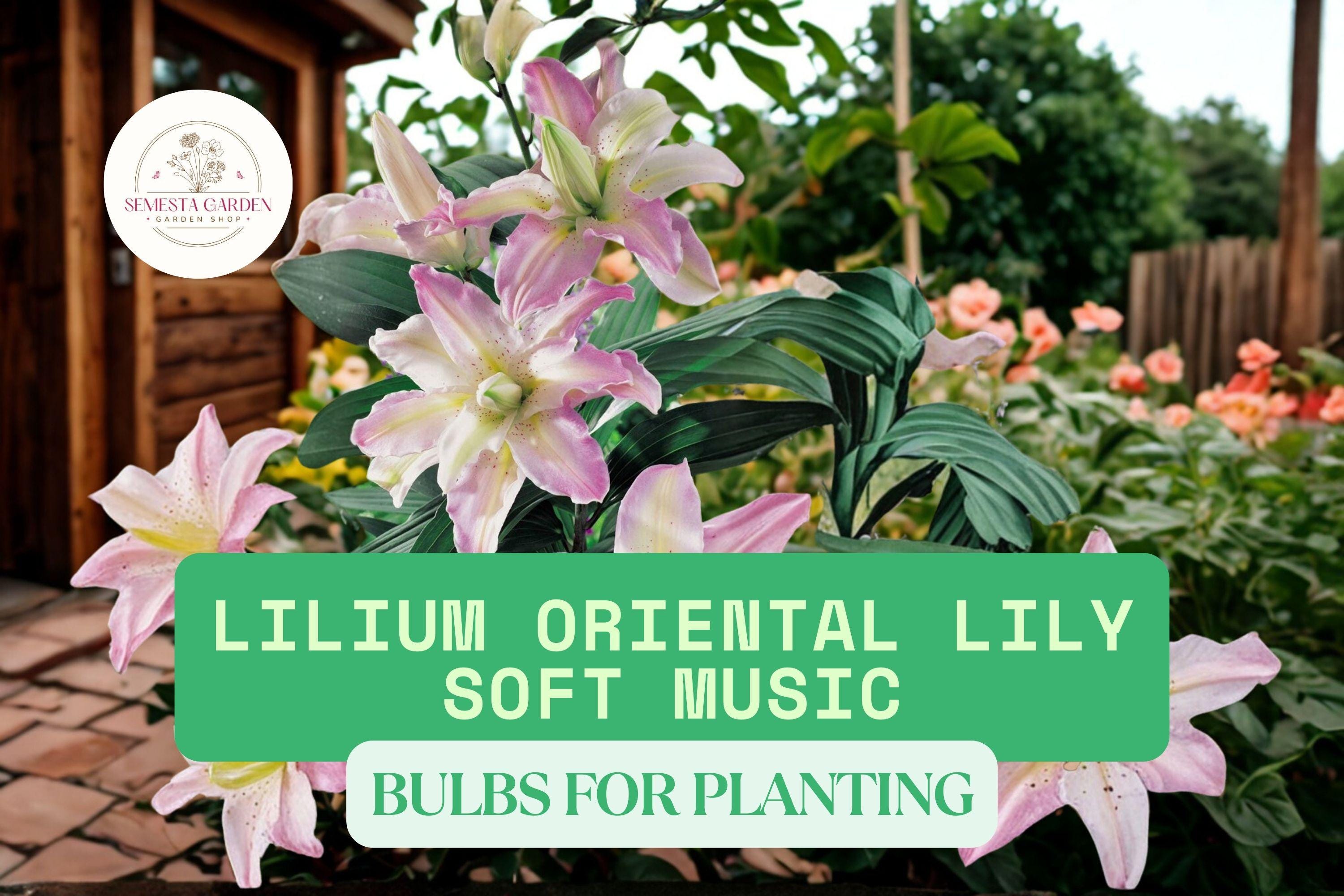 Soft Music Oriental Lily Bulbs – 3 Lilium Flower Bulbs for Planting ...