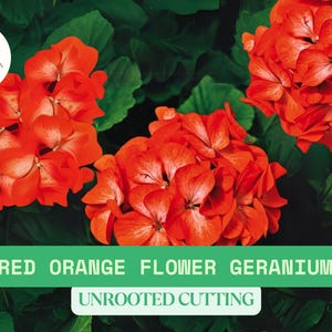 5 Red Orange Geranium Unrooted Cuttings 6&quot; | Fragrant Pelargonium Flower | Hardy Garden Plant | Fresh Cutting
