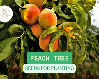 Peach Tree Seeds – 2 Large Seeds for Planting – Fruit Tree for Garden or Bonsai – Prunus persica – Hardy Deciduous Tree