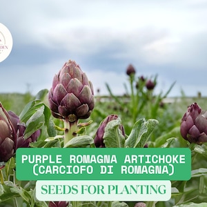 May include: Purple artichoke plants growing in a field. The artichokes are large and have a purple hue. The text "Purple Romagna Artichoke (Carciofo di Romagna) Seeds for Planting" is displayed on the image.