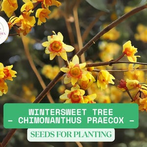 10 Wintersweet Tree Seeds for Planting – Chimonanthus praecox | Fragrant Winter Blooming Shrub | Rare Cold Hardy Ornamental Plant