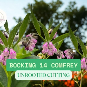 Bocking 14 Comfrey Roots to Grow – Unrooted Root Cuttings for Planting – Perennial Garden Herb – Fast Growing Variety
