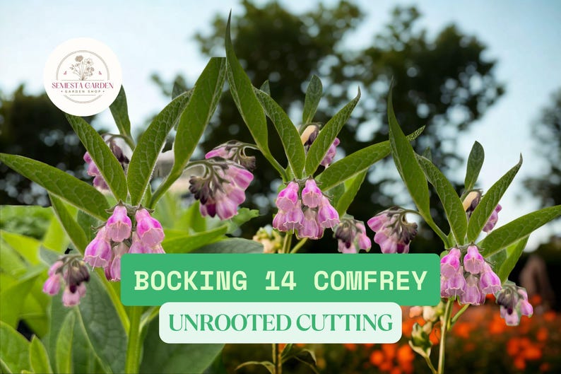 Landscape Bocking 5 Russian Comfrey Bocking 14 Root Cuttings – Hardy Perennial Garden ...