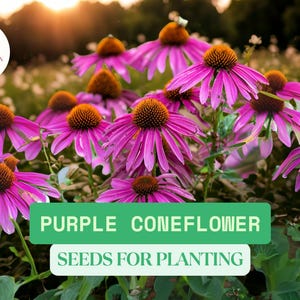 250 Purple Coneflower Seeds for Planting – Echinacea purpurea – Butterfly-Friendly Native Wildflower – Perennial for Pollinator Gardens