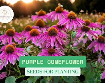 250 Purple Coneflower Seeds for Planting – Echinacea purpurea – Butterfly-Friendly Native Wildflower – Perennial for Pollinator Gardens