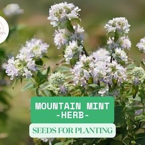Mountain Mint Herb Seeds 30mg (Pycnanthemum spp.) – Fragrant Perennial for Garden & Pollinators | Medicinal Herb | Heirloom Seeds