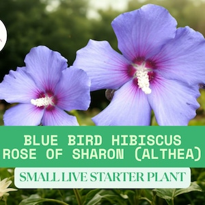 1 Blue Bird Hibiscus Live Starter Plant – Rose of Sharon (Althea) – Hardy Perennial Flowering Shrub with Blue-Purple Blooms for Garden/Hedge