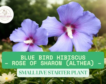 1 Blue Bird Hibiscus Live Starter Plant – Rose of Sharon (Althea) – Hardy Perennial Flowering Shrub with Blue-Purple Blooms for Garden/Hedge