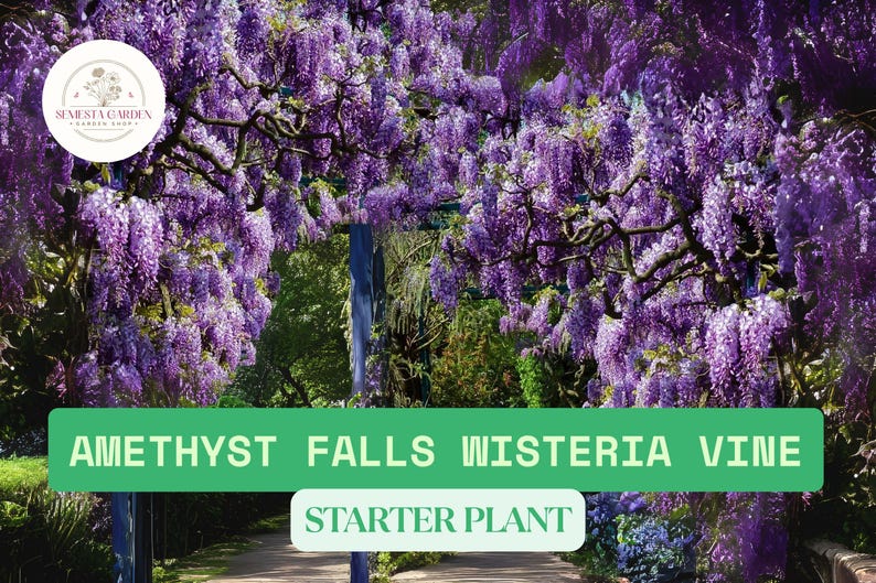 SemestaGarden Amethyst Falls Wisteria Vine - Thumbnail 2