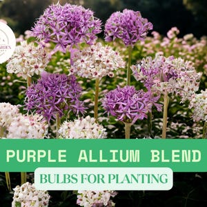 Allium Blend Purple Mixed Pack – 10 Bulbs for Planting, Perennial Ornamental Onion Flowers for Garden Landscaping