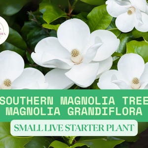 1 Southern Magnolia Tree Starter – Magnolia grandiflora Live Starter Plant 6–8 inch Tall – Evergreen Ornamental with Fragrant White Blooms