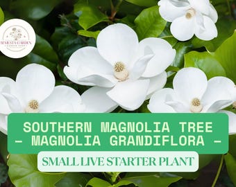 1 Southern Magnolia Tree Starter – Magnolia grandiflora Live Starter Plant 6–8 inch Tall – Evergreen Ornamental with Fragrant White Blooms