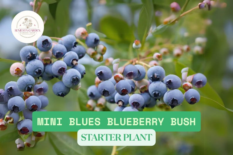 Mini Blues Blueberry Bush – 1 Live Dwarf Plant – Ships Bare Root ...