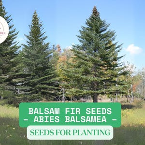 250mg Balsam Fir Seeds – Abies Balsamea | Lake State Evergreen Tree for Planting | Cold Hardy Aromatic Christmas Tree