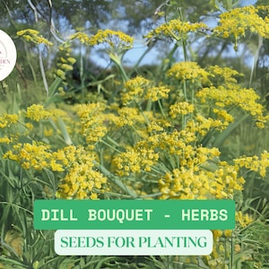 1g Dill Bouquet Seeds – Aromatic Heirloom Herb for Culinary & Pollinator Gardens – NON-GMO, Fast-Growing, Easy to Grow