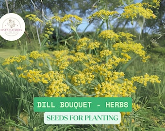 1g Dill Bouquet Seeds – Aromatic Heirloom Herb for Culinary & Pollinator Gardens – NON-GMO, Fast-Growing, Easy to Grow