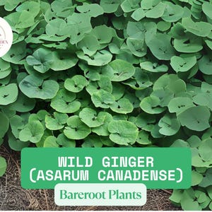 Wild Ginger Bare Root Plants | Asarum canadense | Native Shade Perennial | Woodland Ground Cover
