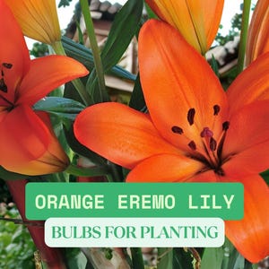 3 Orange Eremo Lily Bulbs – Bright Summer Bloomers – Tall Ornamental Spikes – Hardy Flower for Borders & Containers