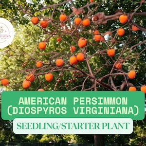 3 American Persimmon Tree Seedlings – Diospyros virginiana – Native Edible Fruit Tree – Hardy, Wildlife-Friendly, 12–16&quot; Tall Starter Plant