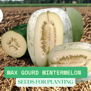10 Wax Gourd Wintermelon Seeds for Planting | Benincasa Hispida | Heirloom Garden Vegetable | Asian Gourd Plant Seeds