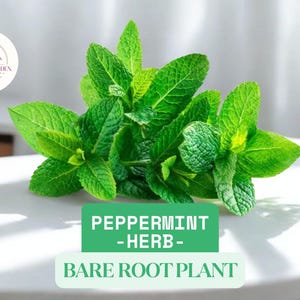 10 Small Bare Root Peppermint Plants – Mentha × piperita – Hardy Perennial Herb for Culinary Use, Container, or Garden