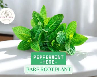 10 Small Bare Root Peppermint Plants – Mentha × piperita – Hardy Perennial Herb for Culinary Use, Container, or Garden