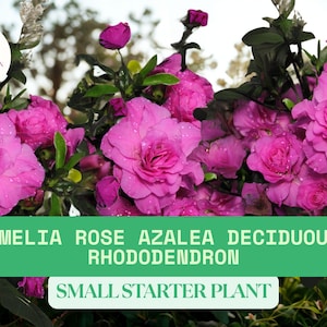 Amelia Rose Azalea Plant | Pink Deciduous Rhododendron | 2–8&quot; Live Starter Plant | Spring Blooming Garden Shrub