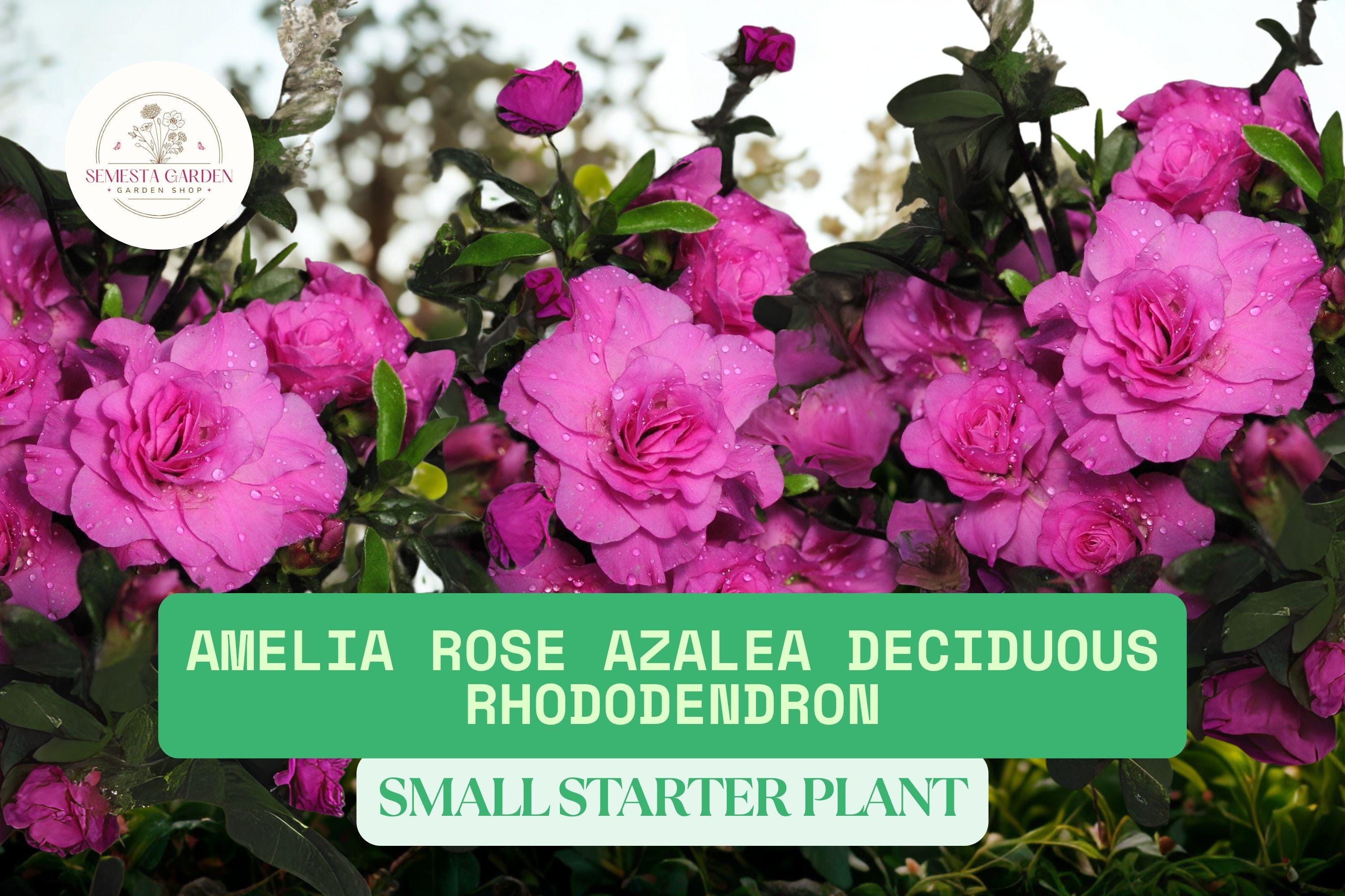 Amelia Rose Azalea Plant | Pink Deciduous Rhododendron | 2–8