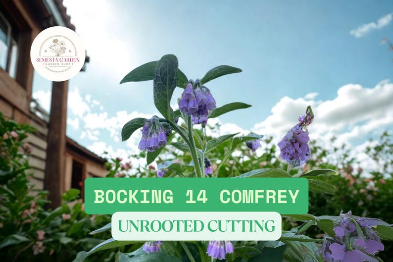 5 Russian Comfrey Bocking 14 Root Cuttings – Hardy Perennial Garden ...